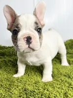 Cosmo, a male French Bulldog for sale in Orange City, IA – 4 of 5