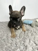 Groot, a male French Bulldog for sale in Orange City, IA – 4 of 4
