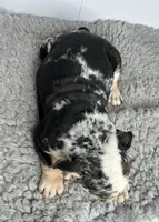 Fiona, a female English Bulldog for sale in Orange City, IA – 3 of 5