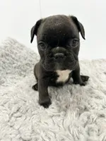 Jimmy, a male French Bulldog for sale in Orange City, IA – 3 of 4