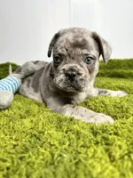 Clay, a male French Bulldog for sale in Orange City, IA – 4 of 5