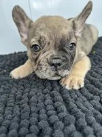 Stanley, a male French Bulldog for sale in Orange City, IA – 2 of 4