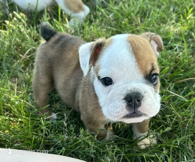 Ellie – English Bulldog puppy for sale in Orange City, IA