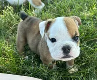 Ellie, a female English Bulldog for sale in Orange City, IA – 1 of 3