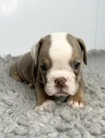 Laney, a female English Bulldog for sale in Orange City, IA – 4 of 5