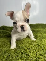 Jack, a male French Bulldog for sale in Orange City, IA – 5 of 5
