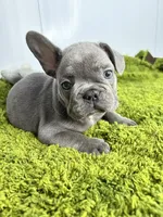 Willem, a male French Bulldog for sale in Orange City, IA – 2 of 5