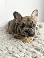 Rocket, a male French Bulldog for sale in Orange City, IA – 1 of 4