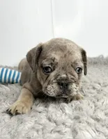 Leo, a male French Bulldog for sale in Orange City, IA – 5 of 5