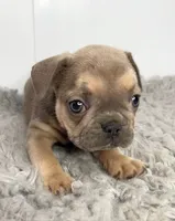 Karen, a female French Bulldog for sale in Orange City, IA – 1 of 5
