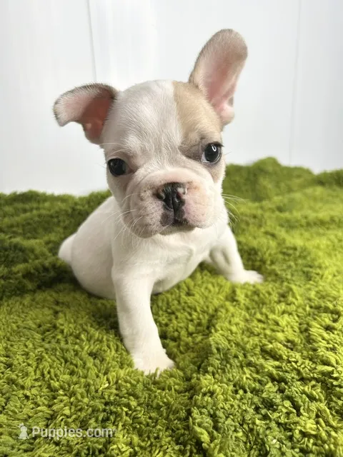 Jack – French Bulldog puppy for sale in Orange City, IA