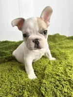 Jack, a male French Bulldog for sale in Orange City, IA – 1 of 5