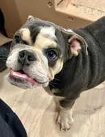 Blue, a male English Bulldog for sale in Orange City, IA – Photo 5 of 5