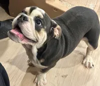 Blue, a male English Bulldog for sale in Orange City, IA – Photo 4 of 5