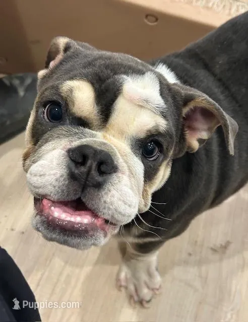 Blue – English Bulldog puppy for sale in Orange City, IA