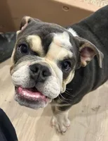 Blue, a male English Bulldog for sale in Orange City, IA – Photo 1 of 5