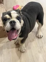 Blue, a male English Bulldog for sale in Orange City, IA – Photo 2 of 5