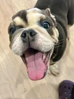 Blue, a male English Bulldog for sale in Orange City, IA – Photo 3 of 5