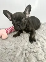 SALE! Juliet, a female French Bulldog for sale in Orange City, IA – 3 of 4