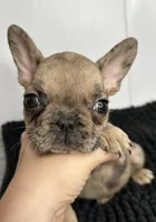 Penny, a female French Bulldog for sale in Orange City, IA – 1 of 5