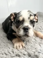 Fiona, a female English Bulldog for sale in Orange City, IA – 2 of 5