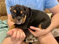 Thor, a male English Bulldog for sale in Orange City, IA – Photo 3 of 3