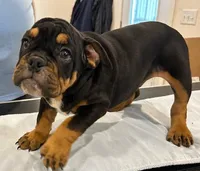 Thor, a male English Bulldog for sale in Orange City, IA – Photo 2 of 3