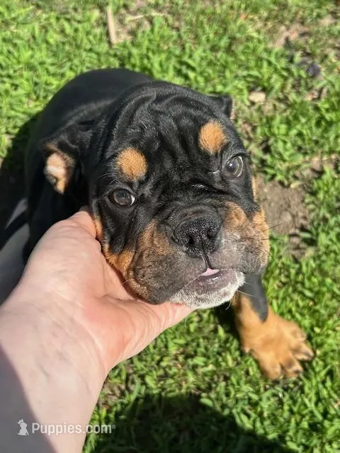 Thor – English Bulldog puppy for sale in Orange City, IA