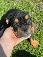 Thor, a male English Bulldog for sale in Orange City, IA – Photo 1 of 3