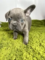 Liam, a male French Bulldog for sale in Orange City, IA – 4 of 5