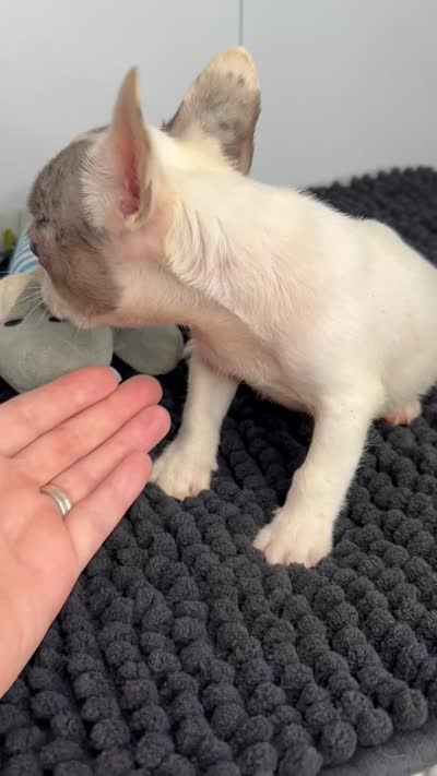 Loki, a male French Bulldog for sale in Orange City, IA – 5 of 5