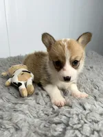 Marsha, a female Pembroke Welsh Corgi for sale in Orange City, IA – 2 of 4