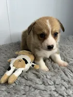 Alice, a female Pembroke Welsh Corgi for sale in Orange City, IA – 2 of 4