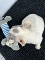 Loki, a male French Bulldog for sale in Orange City, IA – 3 of 3