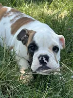 Patricia, a female English Bulldog for sale in Orange City, IA – 4 of 6