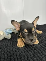 SALE! Thor, a male French Bulldog for sale in Orange City, IA – 4 of 5