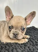 Kiki, a female French Bulldog for sale in Orange City, IA – 5 of 5