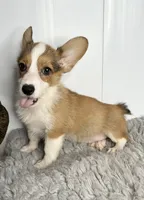Rocco, a male Pembroke Welsh Corgi for sale in Orange City, IA – 2 of 4