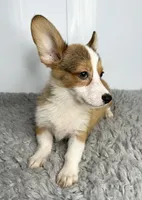 Rocco, a male Pembroke Welsh Corgi for sale in Orange City, IA – 4 of 4