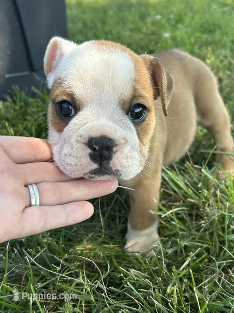 Chloe – English Bulldog puppy for sale in Orange City, IA
