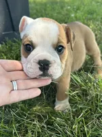 Chloe, a female English Bulldog for sale in Orange City, IA – 1 of 3