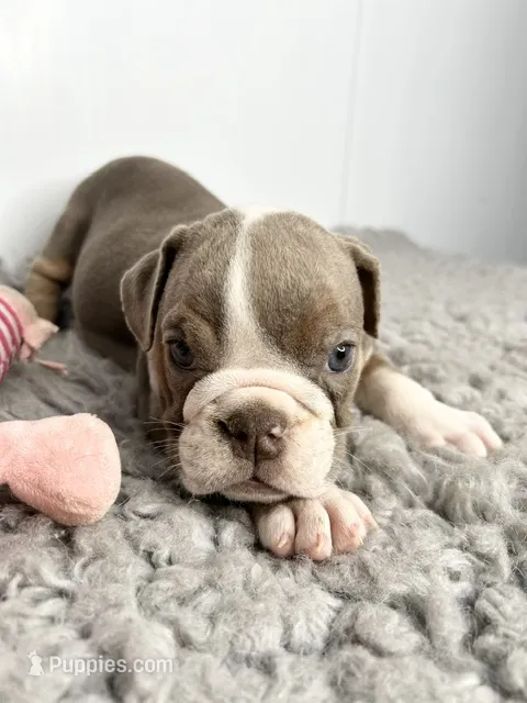 Janey – English Bulldog puppy for sale in Orange City, IA