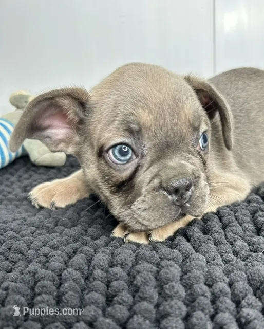 Pedro – French Bulldog puppy for sale in Orange City, IA