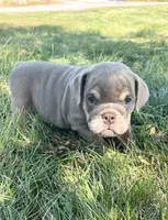 Cher, a female English Bulldog for sale in Orange City, IA – 5 of 5