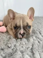 Linda, a female French Bulldog for sale in Orange City, IA – Photo 5 of 5