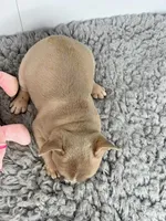 Linda, a female French Bulldog for sale in Orange City, IA – Photo 2 of 5