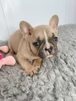 Linda, a female French Bulldog for sale in Orange City, IA – Photo 4 of 5