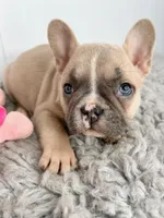 Linda, a female French Bulldog for sale in Orange City, IA – Photo 3 of 5