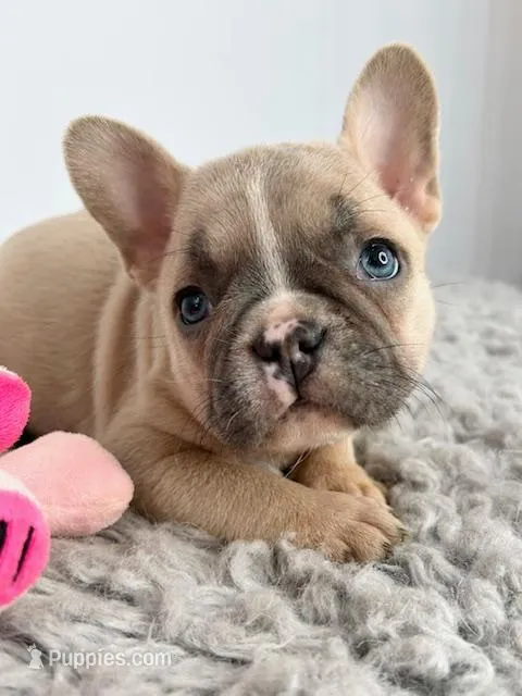 Linda – French Bulldog puppy for sale in Orange City, IA