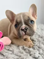 Linda, a female French Bulldog for sale in Orange City, IA – Photo 1 of 5